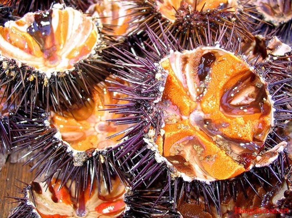 Những món ngon nghe lạ tai ở Quảng Ngãi - 3 Nhum có hình dáng giống quả cầu gai.