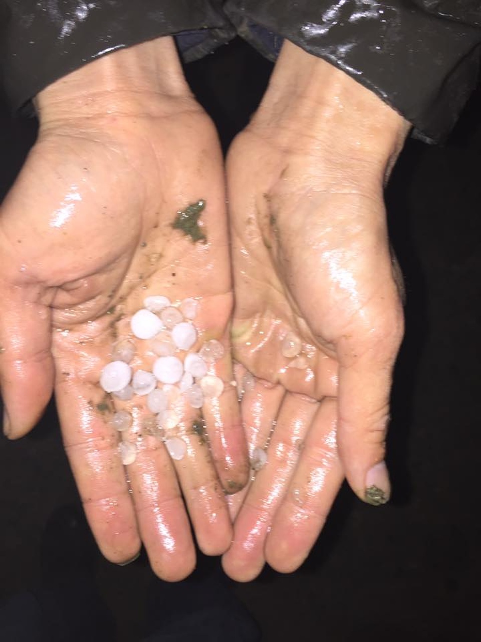 Xuất hiện mưa đá ở Lào Cai - 1
Hạt mưa đá to hơn hạt ngô, rơi trong khoảng 20 phút.