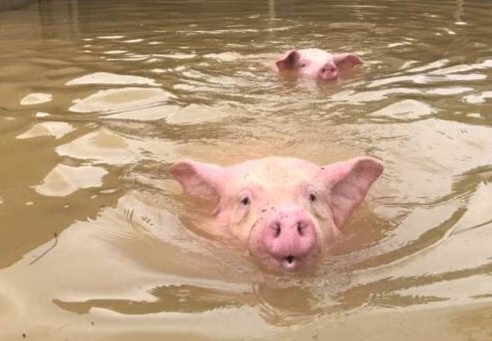 Nước lụt dâng cao tràn từ sông Hép (tỉnh Thanh Hóa) vào trang trại chăn nuôi khiến hàng nghìn con lợn chết đuối, nổi “lềnh bềnh”. Hiện chính quyền địa phương và ngành chức năng chỉ còn biết đợi nước rút để tiến hành tiêu hủy và phòng chống dịch. (Ảnh: Duy Tuyên)