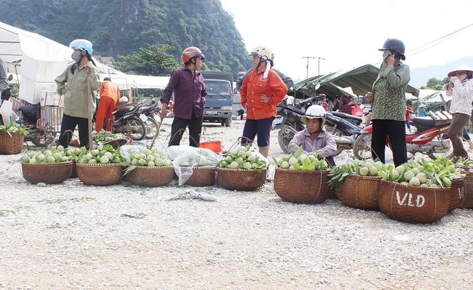 Cận cảnh chợ na lớn nhất miền Bắc ở Lạng Sơn - 4
Khu chợ tạm, chợ na Đồng Bành mới được khai thác sử dụng lần đầu tiên vào năm nay để phục vụ lễ hội na Chi Lăng 11/8