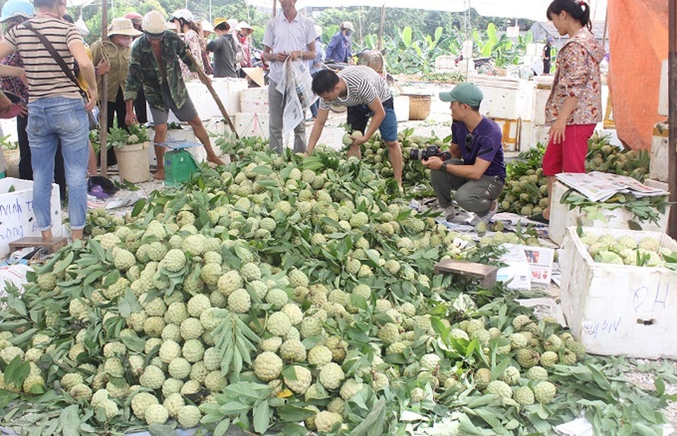 Cận cảnh chợ na lớn nhất miền Bắc ở Lạng Sơn - 7
Năm nay giá na cũng rất nhiều mức khác nhau, có loại từ 10-15 nghìn/kg, có loại từ 20-25 nghìn, còn có cả 1 loại từ 30-50 nghìn/ kg (đây là loại quả to, đẹp) anh Phạm Hải Hùng chủ sạp na trong khu chợ na Đồng Bành thị trấn Chi Lăng, cho biết
