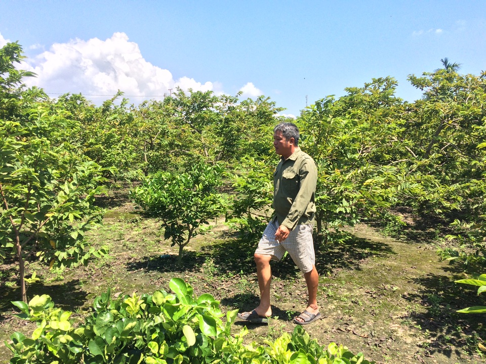 
Anh Cần đang đi tìm những quả na tím còn sót lại
