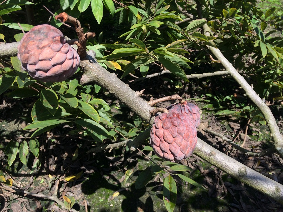 Na tím chỉ mọc ở thân thì quả mới to