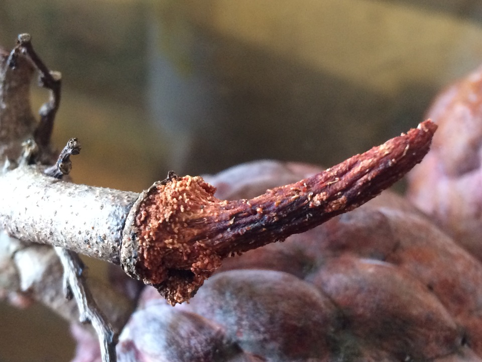 Cành và cuống na đều có màu tím