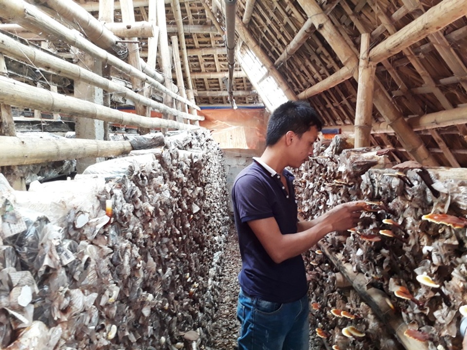 Chàng trai 8X trở thành triệu phú nhờ trồng nấm linh chi đỏ - 1 Anh Nguyên đang chăm sóc những phôi nấm tại trang trại