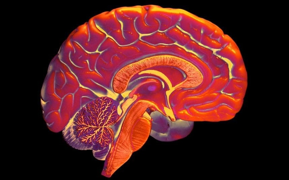 Não nhân tạo từ công nghệ in 3D mở ra hy vọng cho bệnh nhân Alzheimer - 1 Não nhân tạo từ công nghệ in 3D mở ra hy vọng cho bệnh nhân Alzheimer - 1