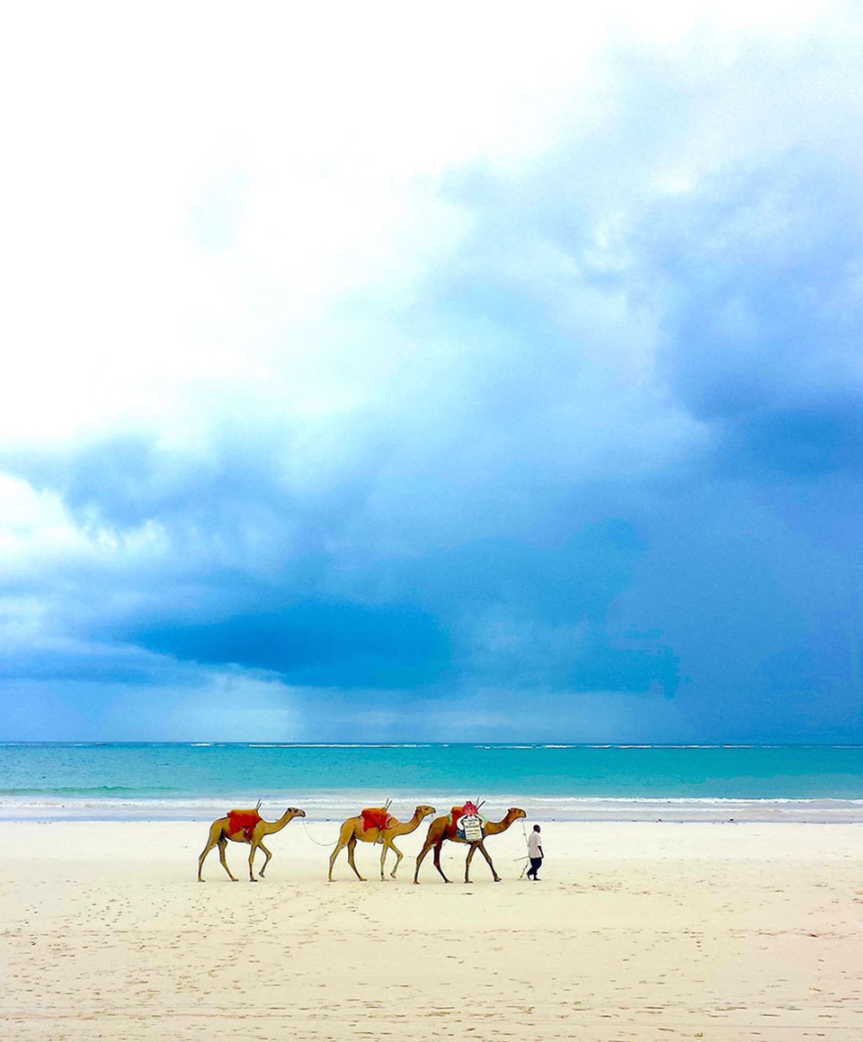 Ngắm loạt tác phẩm đoạt giải National Geographic của nhiếp ảnh gia nhí - 3 Tác phẩm Dromedaries on Diani - Tác giả Piers Nicklin, 12 tuổi, Mỹ