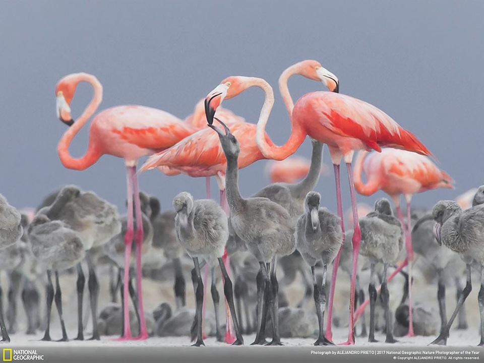 Những khoảnh khắc thế giới tự nhiên ấn tượng nhất 2017 - 7 Những khoảnh khắc thế giới tự nhiên ấn tượng nhất 2017 - 7