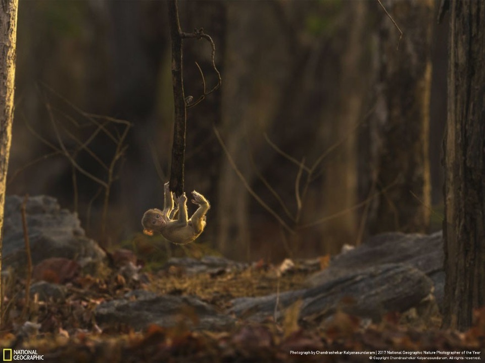 Những khoảnh khắc thế giới tự nhiên ấn tượng nhất 2017 - 5 Những khoảnh khắc thế giới tự nhiên ấn tượng nhất 2017 - 5