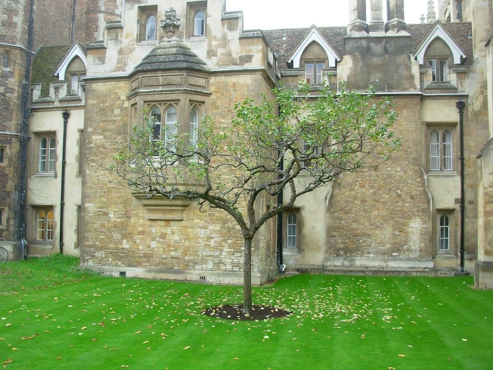 Sự thật về "cây táo Newton" 400 năm trước - 4 Thế hệ kế tiếp của cây táo Newton tại Trinity College, Cambridge