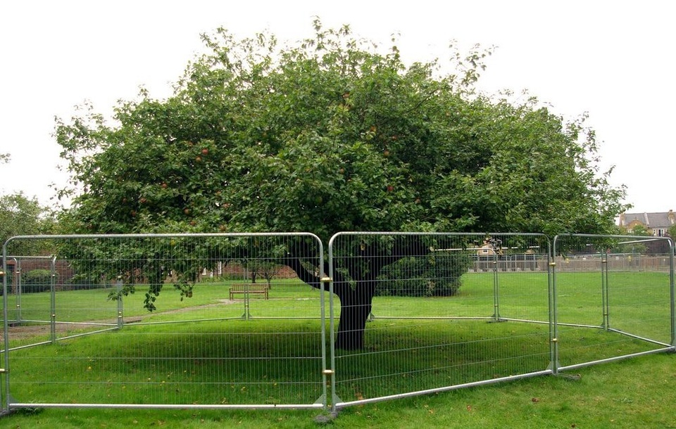 Sự thật về "cây táo Newton" 400 năm trước - 3 Một hậu duệ của cây táo Newton ở Teddington, London, Anh