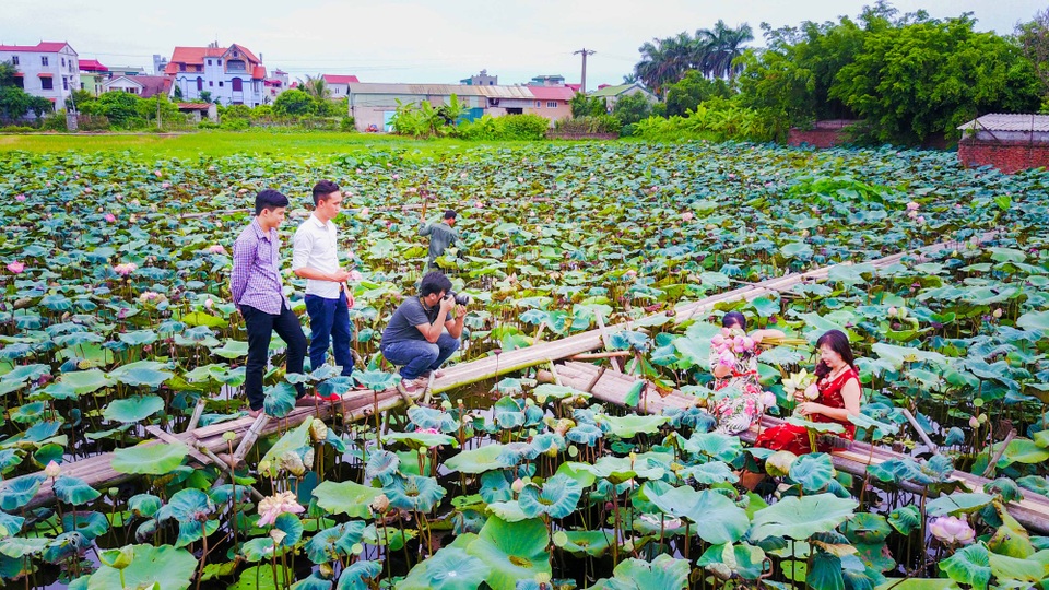 Vào mùa sen, mỗi ngày có hàng đoàn khách tìm đến đầm sen của anh Hạnh để tham quan, chụp ảnh