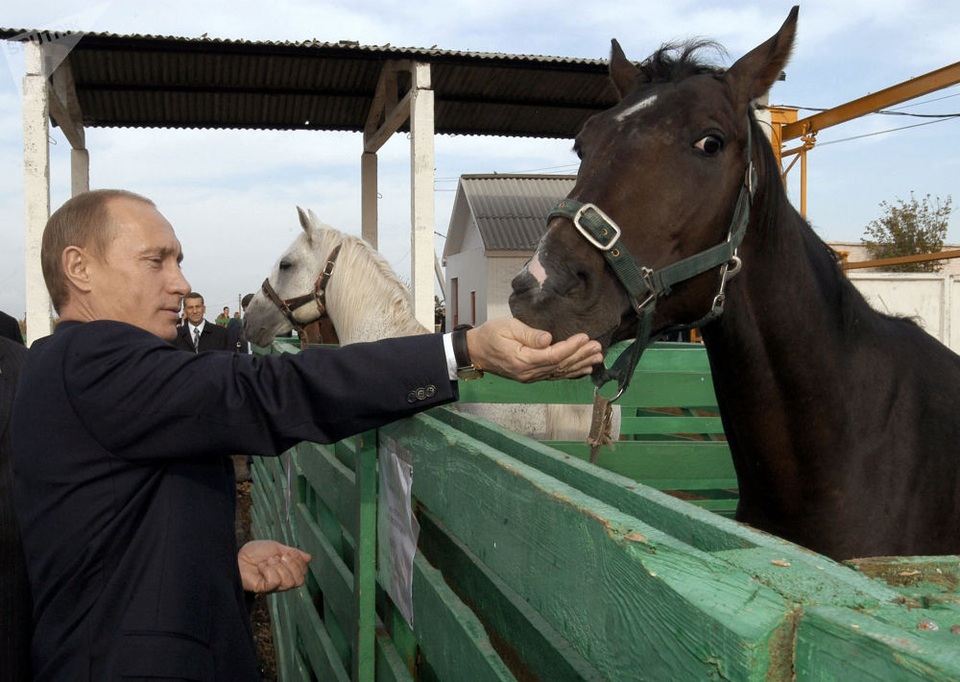 Tình yêu động vật của Tổng thống Putin - 7 Ông Putin cho ngựa ăn tại nông trại gia súc ở vùng Saratov.