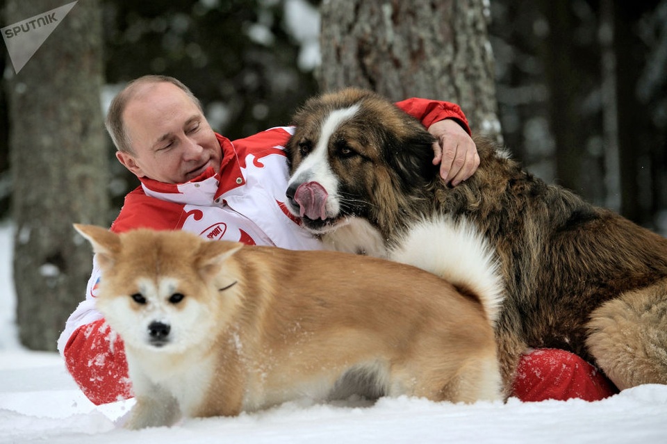 Tình yêu động vật của Tổng thống Putin - 12 Tổng thống Putin chơi đùa với chó Buffy và Yume trên tuyết ở vùng Moscow.