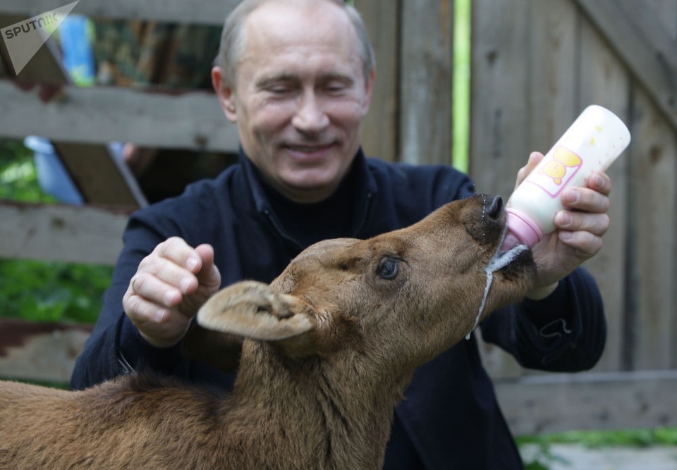Tình yêu động vật của Tổng thống Putin - 14 Ông Putin chăm sóc thú nuôi tại Vườn quốc gia Losiny Ostrov ở Moscow.