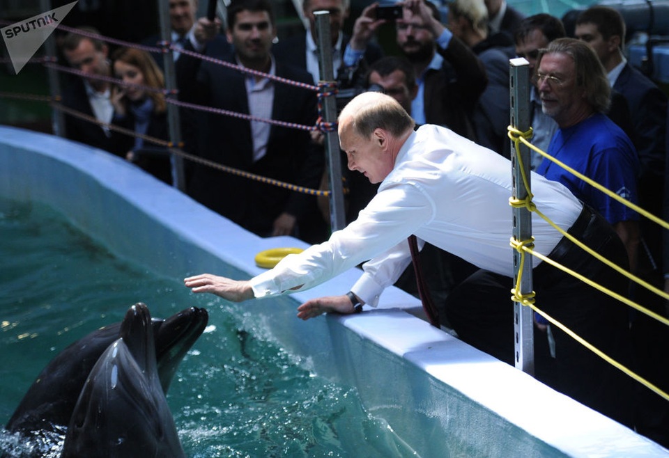 Tình yêu động vật của Tổng thống Putin - 16 Tổng thống Putin xoa đầu cá heo tại thủy cung Primorsky ở đảo Russky.