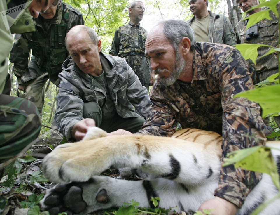 Tình yêu động vật của Tổng thống Putin - 17 Ông Putin thăm một con hổ 5 tuổi cùng với các nhà khoa học của Viện Khoa học Nga tại Khu bảo tồn thiên nhiên Ussuriysky.
