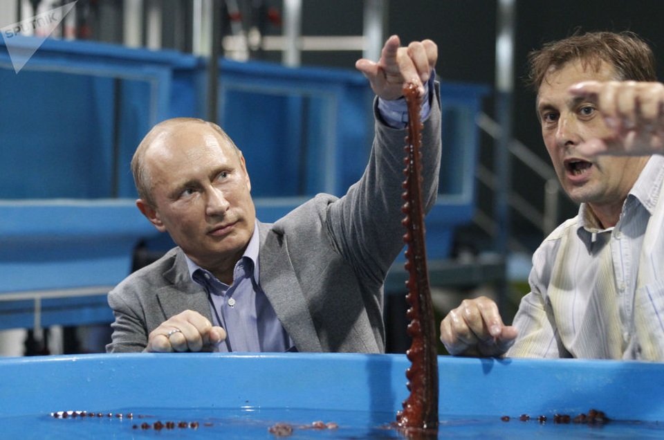 Tình yêu động vật của Tổng thống Putin - 9 Tổng thống Putin “chơi đùa” với một con bạch tuộc tại Thủy cung Primorsky trên đảo Russky ở Vladivostok.