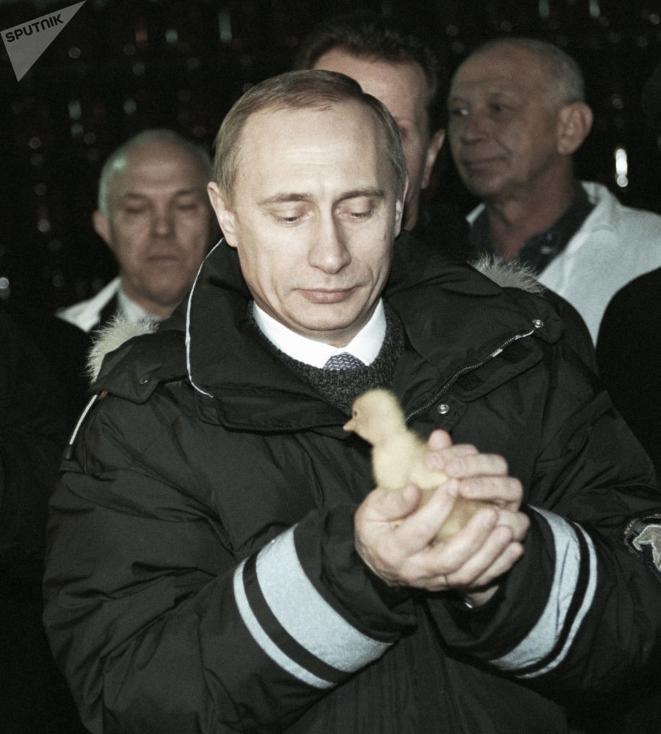 Tình yêu động vật của Tổng thống Putin - 10 Một con gà nhỏ nằm trong tay Tổng thống Putin khi nhà lãnh đạo Nga tới thăm một nông trại ở vùng Krasnodar.