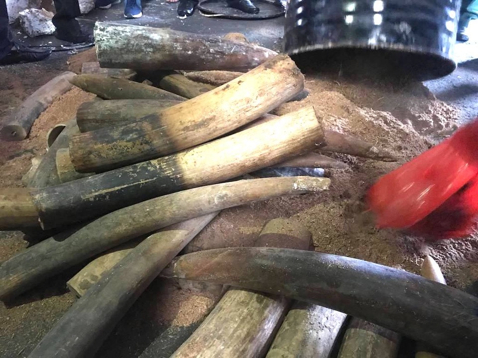 Phát hiện lô ngà voi cất giấu tinh vi trong các thùng phuy nhựa đường - 2 Ngà voi vừa bị bắt giữ sáng nay