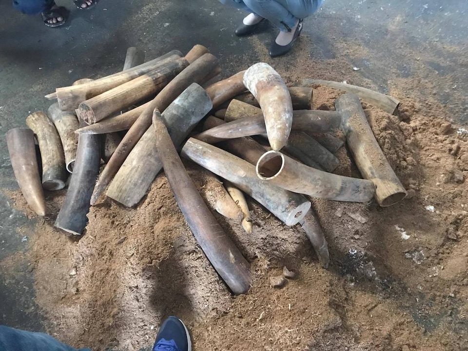 Phát hiện lô ngà voi cất giấu tinh vi trong các thùng phuy nhựa đường - 1 Phát hiện lô ngà voi cất giấu tinh vi trong các thùng phuy nhựa đường - 1