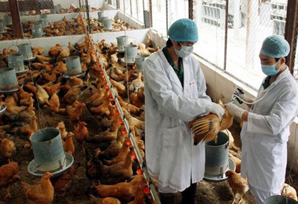 Phối hợp với quốc tế để ngăn nguy cơ vi rút cúm A/H7N9 vào Việt Nam - 1 Phối hợp với quốc tế để ngăn nguy cơ vi rút cúm A/H7N9 vào Việt Nam (Ảnh minh họa).