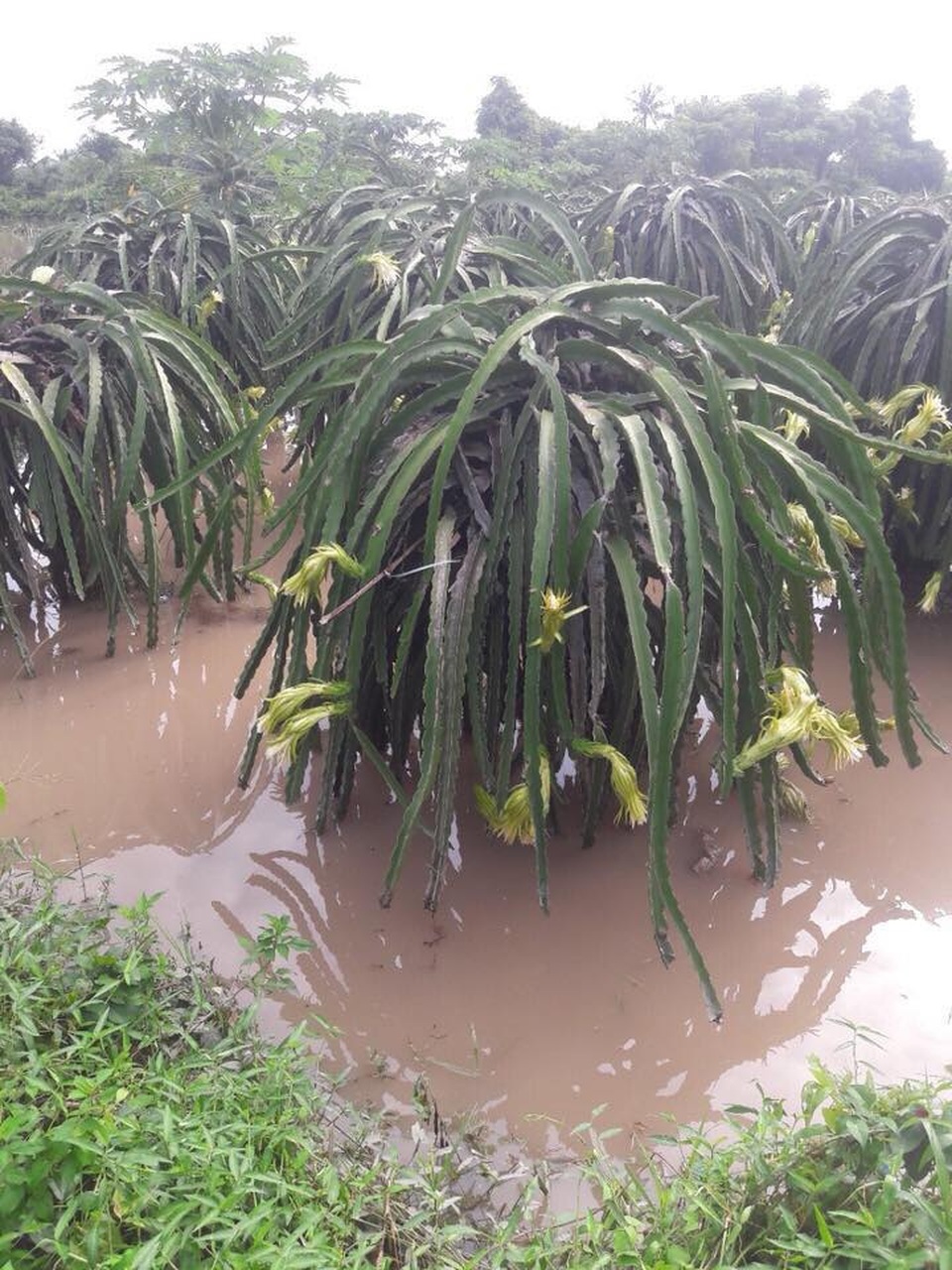 Mưa lớn, lũ về nhấn chìm hàng trăm hecta thanh long - 2 Nhiều nơi nước vẫn còn ngập khá sâu