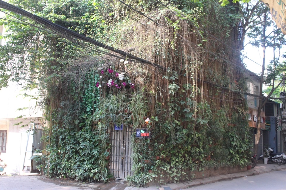 Độc đáo những ngôi nhà phủ kín dây leo giữa Hà Nội - 1 Hai mặt của ngôi nhà số 31 đường Nguyễn Huy Tưởng (Thanh Xuân, Hà Nội) được bao trùm toàn bộ màu xanh của cây cối, chỉ để độc lối ra vào. Ban đầu, với suy nghĩ đơn giản chỉ muốn trồng cây để có không gian xanh thoải mái, cân bằng cuộc sống, nhưng sau hơn 2 năm, anh Đào Văn Minh– chủ của ngôi nhà đã sở hữu một trong những không gian độc đáo nhất Hà Nội.