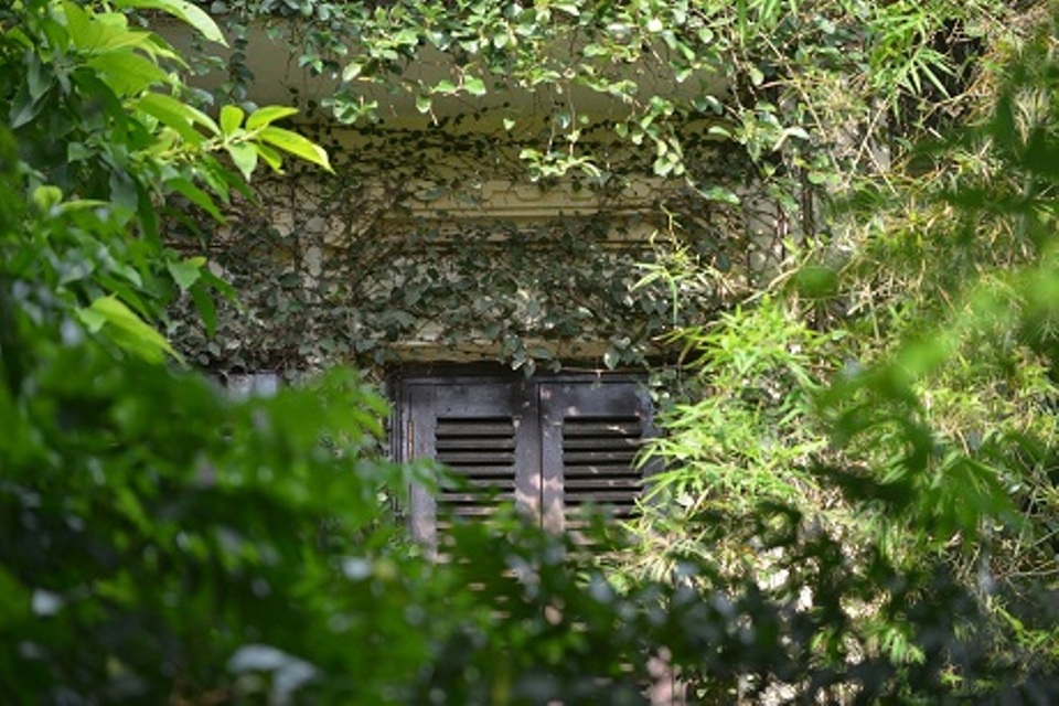 Độc đáo những ngôi nhà phủ kín dây leo giữa Hà Nội - 13 Thăm thú ngôi nhà, bất cứ ai cũng có thể cảm giác bình yên, tĩnh lặng, hoàn toàn đối lập với nhịp sống xô bồ của Thủ đô.