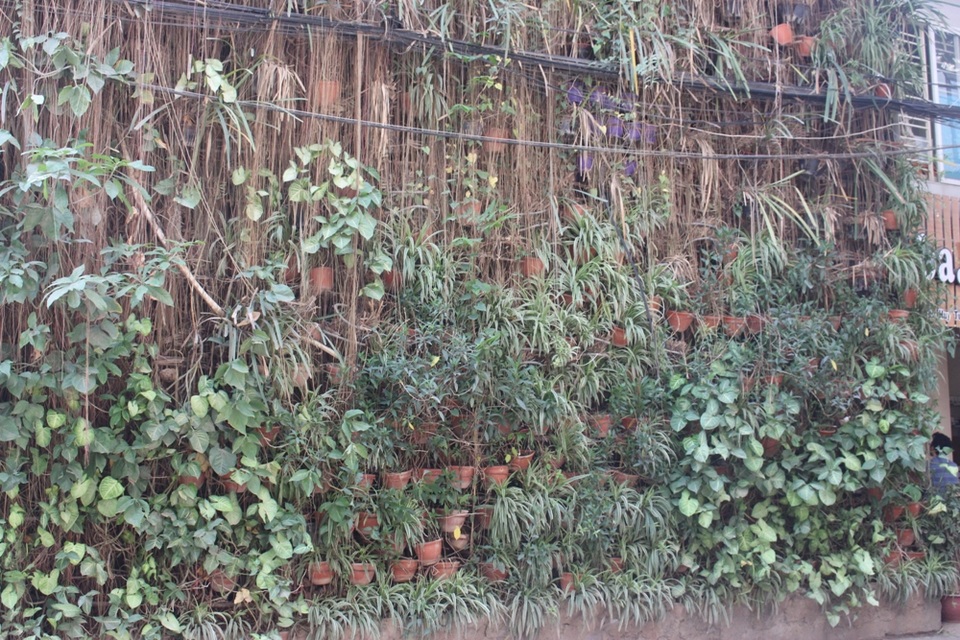 Độc đáo những ngôi nhà phủ kín dây leo giữa Hà Nội - 2 Làm nên diện mạo cho căn nhà là khoảng 500 chậu cây như dương xỉ, râu hoàng đế, lan ý, bạch diệp, trầu không, thường xuân, dạ yến thảo, lưỡi hổ… bao phủ khắp nơi. Được trồng trong các chậu cây thông minh nên các cây đều có khả năng chịu hạn cao. Anh Minh chia sẻ, có thời gian đi công tác hơn nửa tháng, cây không được tưới mà vẫn xanh mơn mởn.