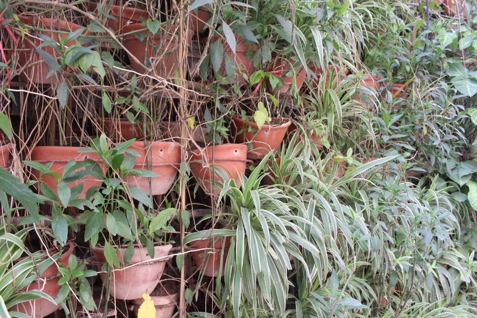 Độc đáo những ngôi nhà phủ kín dây leo giữa Hà Nội - 3 Bức tường của ngôi nhà được tạo nên từ hàng trăm chậu cây nhỏ.