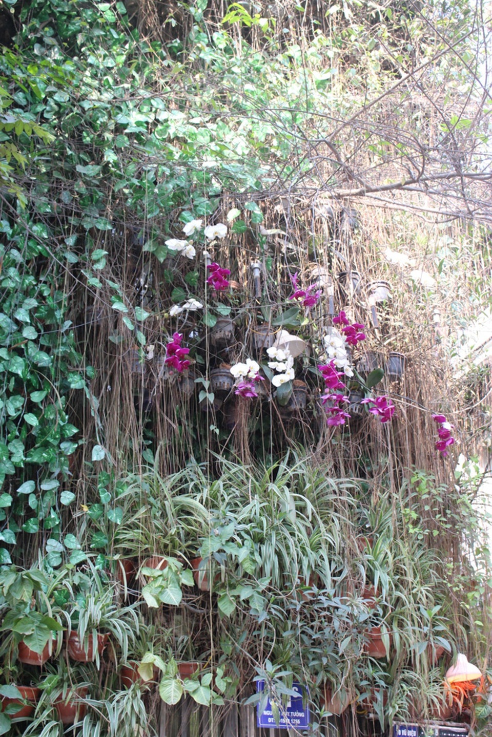 Độc đáo những ngôi nhà phủ kín dây leo giữa Hà Nội - 4 Khi những cây hoa nở rộ sẽ đem đến cho căn nhà một vẻ đẹp rất thu hút. Tự tay thiết kế, mua giống và chăm sóc cây trồng, giờ sau bao công sức của chủ nhà, ngôi nhà đã được bao phủ bởi một màu xanh của cây lá với giá trị không hề nhỏ.