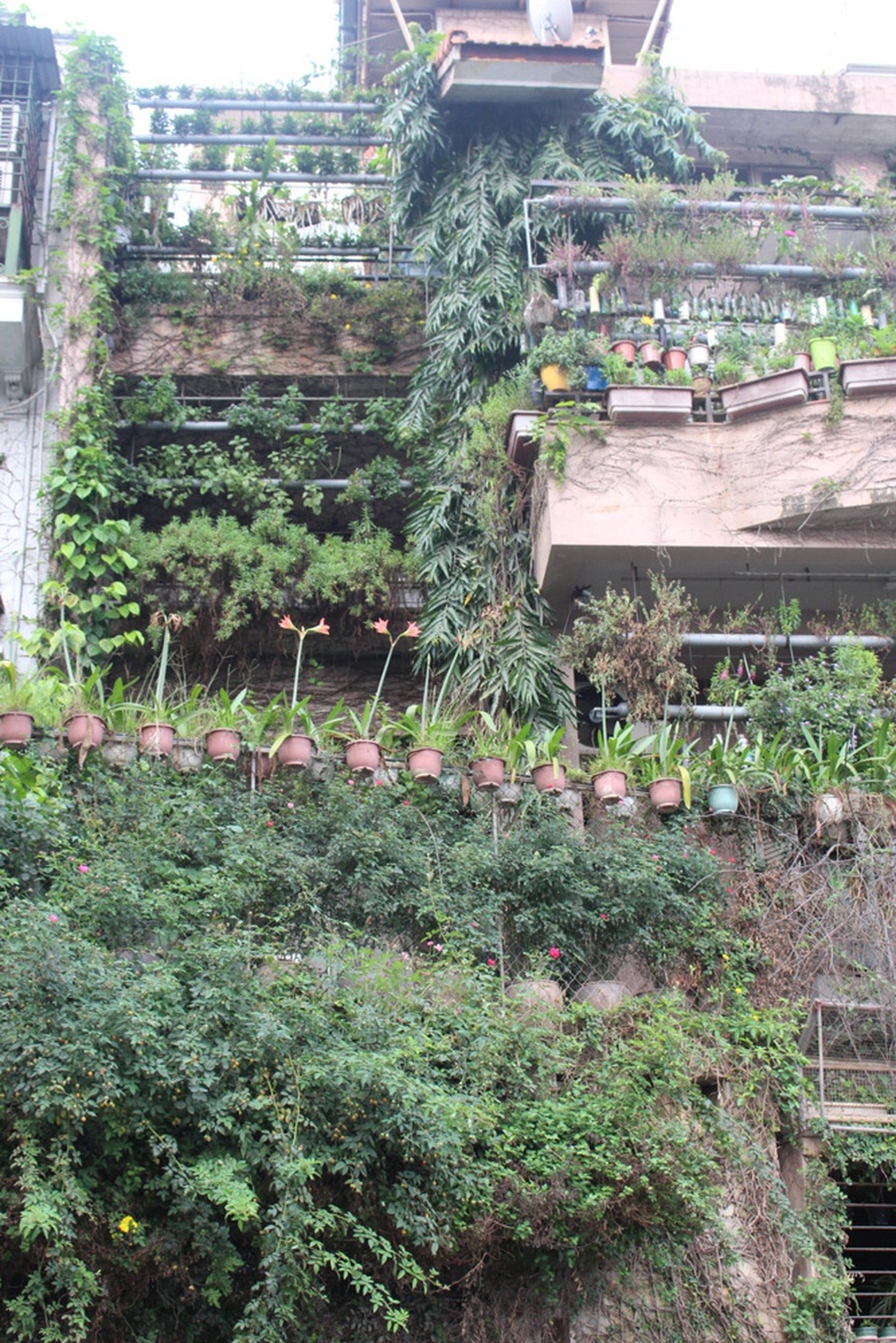 Độc đáo những ngôi nhà phủ kín dây leo giữa Hà Nội - 6 Việc trồng các cây dây leo giúp căn biệt thự của người dân trở nên mát mẻ hơn vào mùa hè, giúp không khí trở nên trong lành hơn giữa phố phường tấp nập. Tuy nhiên, dường như mốt chơi cây này chỉ dành cho giới nhà giàu, bởi không chỉ chi tiền trồng cây, chủ nhà còn phải mất thêm chi phí chăm sóc cây hàng ngày mới mang lại vẻ đẹp cùng màu xanh mướt, mát mắt mỗi ngày.