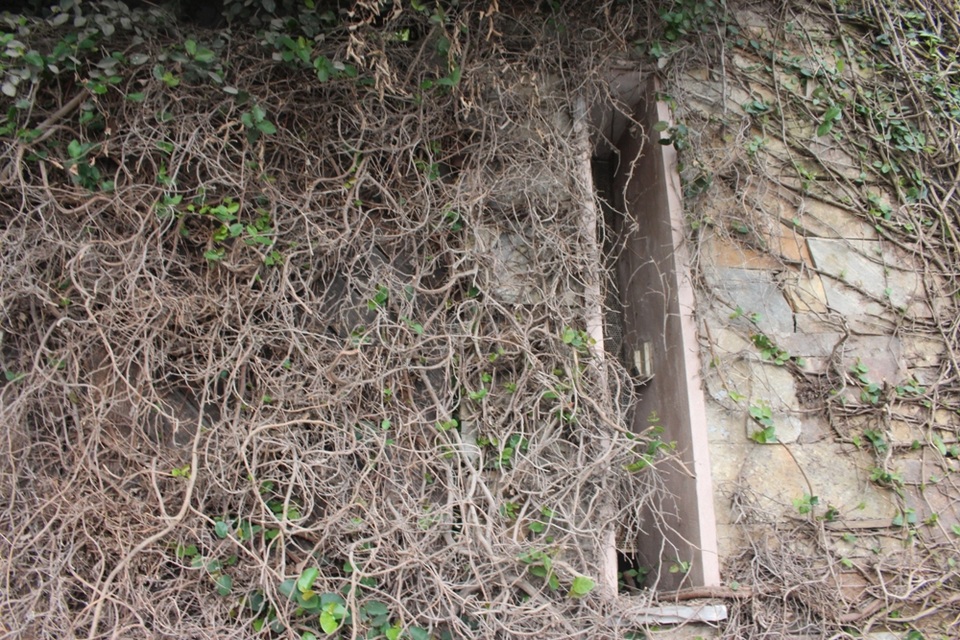 Độc đáo những ngôi nhà phủ kín dây leo giữa Hà Nội - 7 Hàng cây leo kín hai cánh cổng, từng góc nhà tạo nên nét cổ điển, trầm mặc. Bức tường được phủ kín bởi các rễ cây, cành cây đâm ngang dọc, phải rất khó mới nhìn thấy chuông.