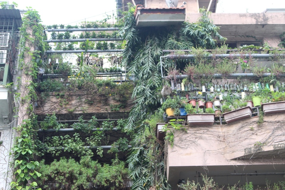 Độc đáo những ngôi nhà phủ kín dây leo giữa Hà Nội - 8 Những chậu cây, giỏ hoa 4 mùa được phủ kín ban công, mái nhà đang đua nhau khoe sắc. Nhìn bao quát, cả ngôi nhà như một khu vườn khổng lồ.