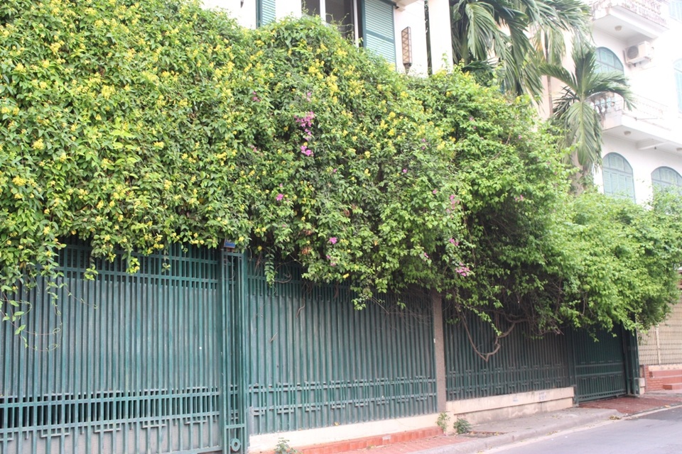Độc đáo những ngôi nhà phủ kín dây leo giữa Hà Nội - 9 Ở các ngôi nhà bên cạnh, từng giàn hoa cũng đang dần phủ kín hàng rào, cánh cổng.