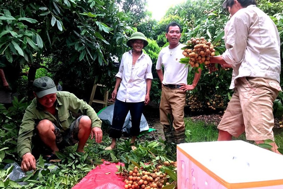 Nhãn lồng được giá, nông dân Hưng Yên "hốt" bạc tỉ - 1
Nông dân Hưng Yên phấn khởi thu hoạch nhãn. Ảnh: B.H