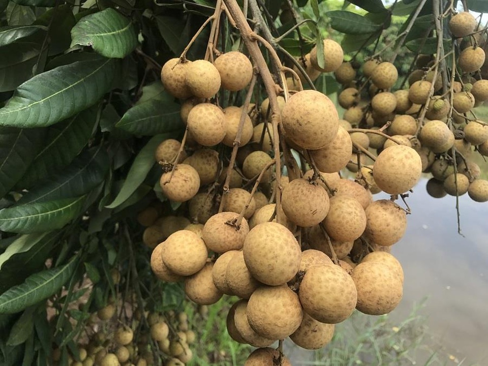 Nhãn lồng được giá, nông dân Hưng Yên "hốt" bạc tỉ - 2
Nhãn Hưng Yên đang vào mùa chín rộ. Ảnh: B.H