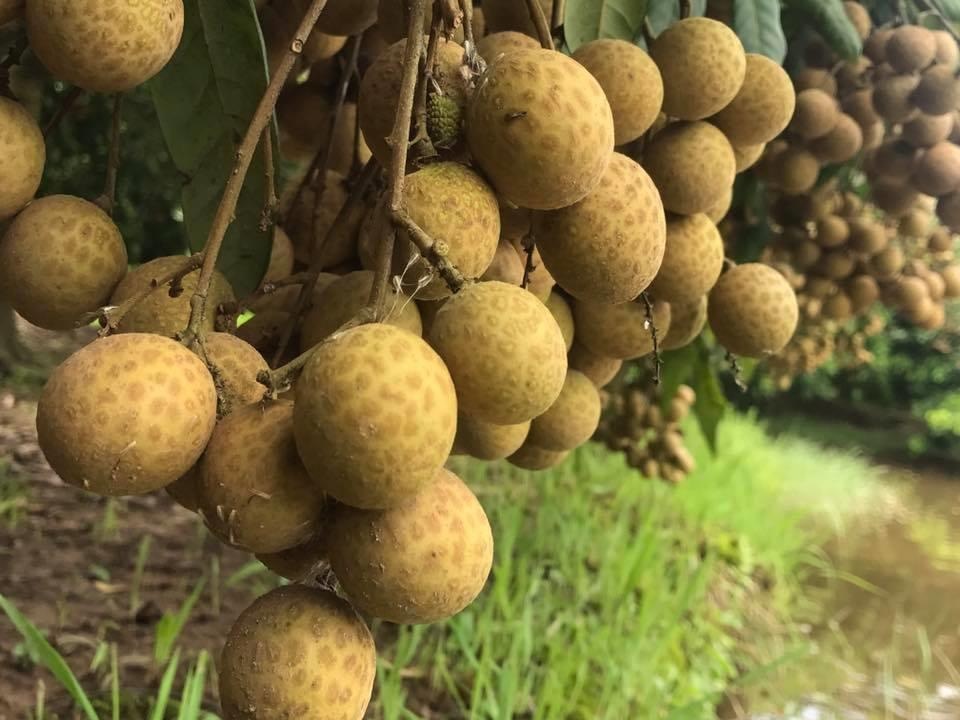 Nhãn lồng được giá, nông dân Hưng Yên "hốt" bạc tỉ - 4
Nhãn chín có màu vàng sậm, cho vị ngọt, thơm.