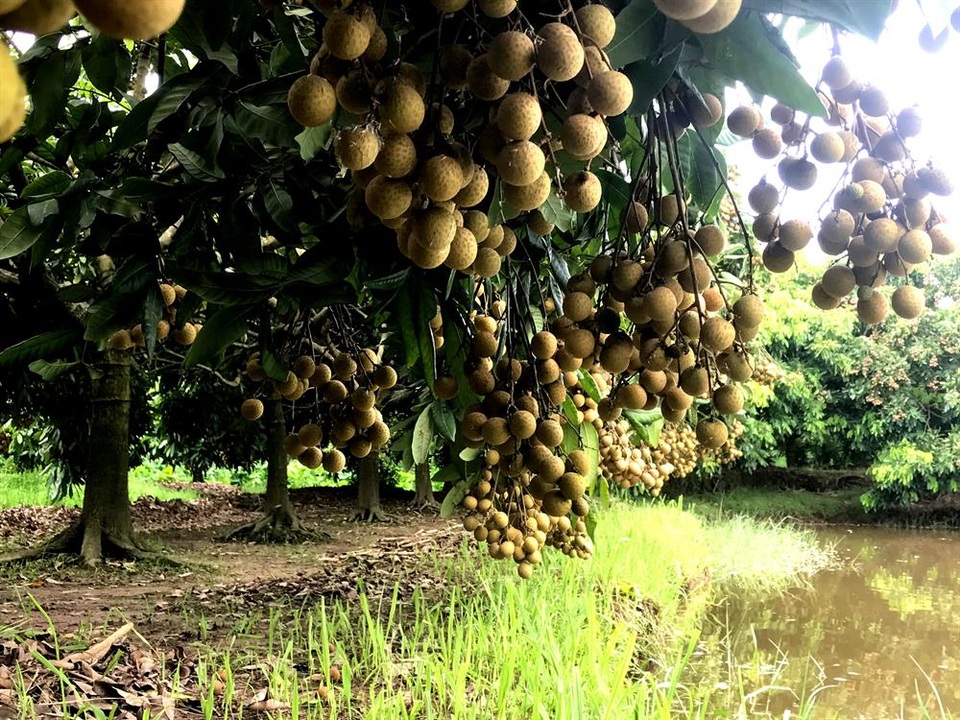 Nhãn lồng được giá, nông dân Hưng Yên "hốt" bạc tỉ - 6 Nhãn lồng được giá, nông dân Hưng Yên "hốt" bạc tỉ - 6