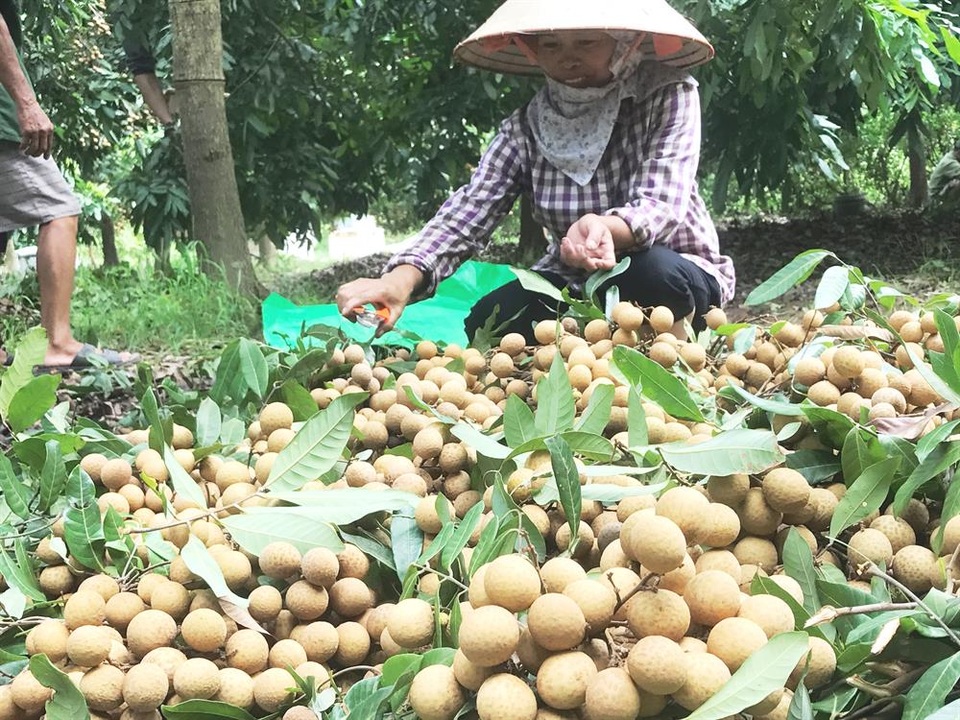Nhãn lồng được giá, nông dân Hưng Yên "hốt" bạc tỉ - 7
Những thanh niên khỏe sẽ trèo lên cây hái nhãn. Phụ nữ ngồi phía dưới gốc để xếp nhãn gọn gàng vào thùng, rồi cân buôn cho các thương lái.