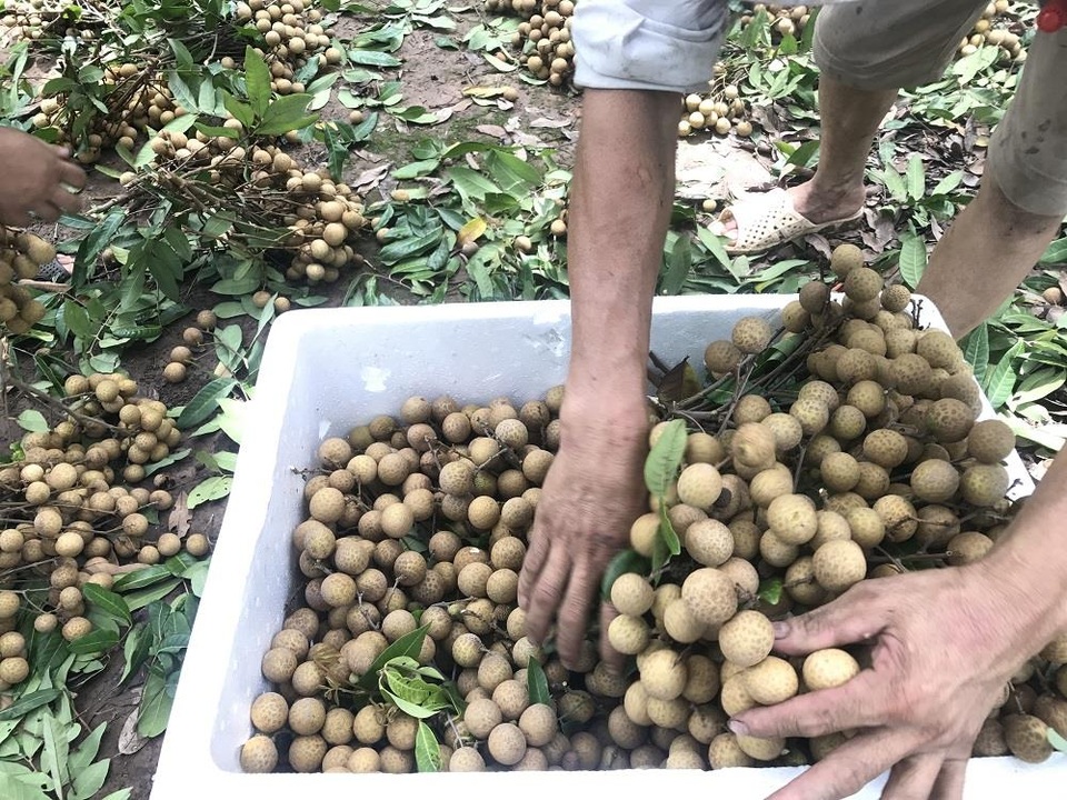Nhãn lồng được giá, nông dân Hưng Yên "hốt" bạc tỉ - 8
Vài năm nay, thương lái tìm về tận vườn mua nhãn lồng, người dân không phải lo khâu tiêu thụ như trước.