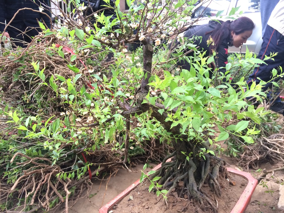 Để xe tràn đường, nhiều người hiếu kì tranh mua mai trắng - 5 Cây mai này đã ra hoa, nhiều người trả 1,5 triệu đồng chủ hàng vẫn nhất quyết không bán