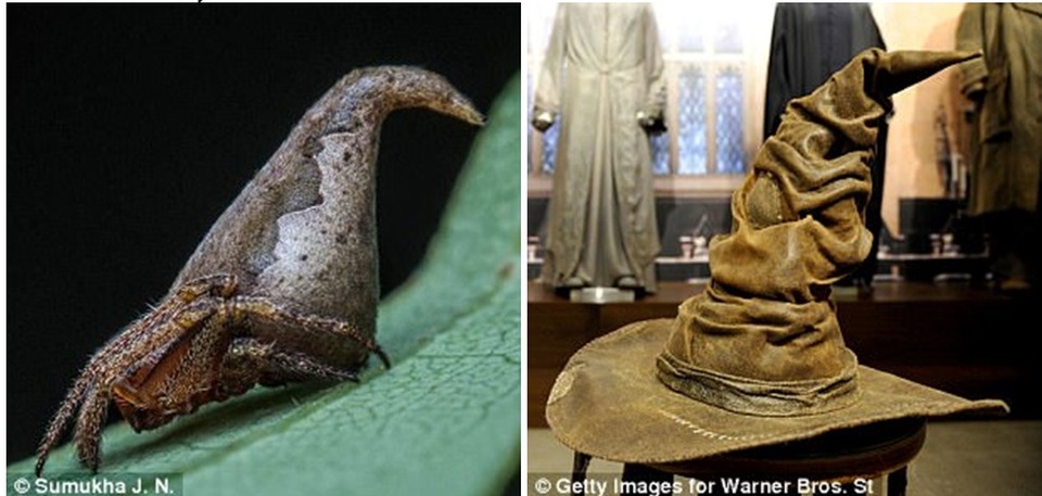 
Loài nhện kỳ lạ (trái) có nhiều đặc điểm tương đồng với chiếc mũ trong bộ phim điện ảnh Harry Potter (phải).
