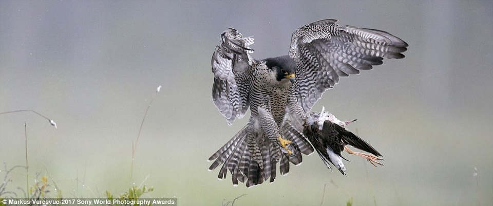 Chim ưng săn mồi. (Giải nhì National Awards, tay máy người Phần Lan)