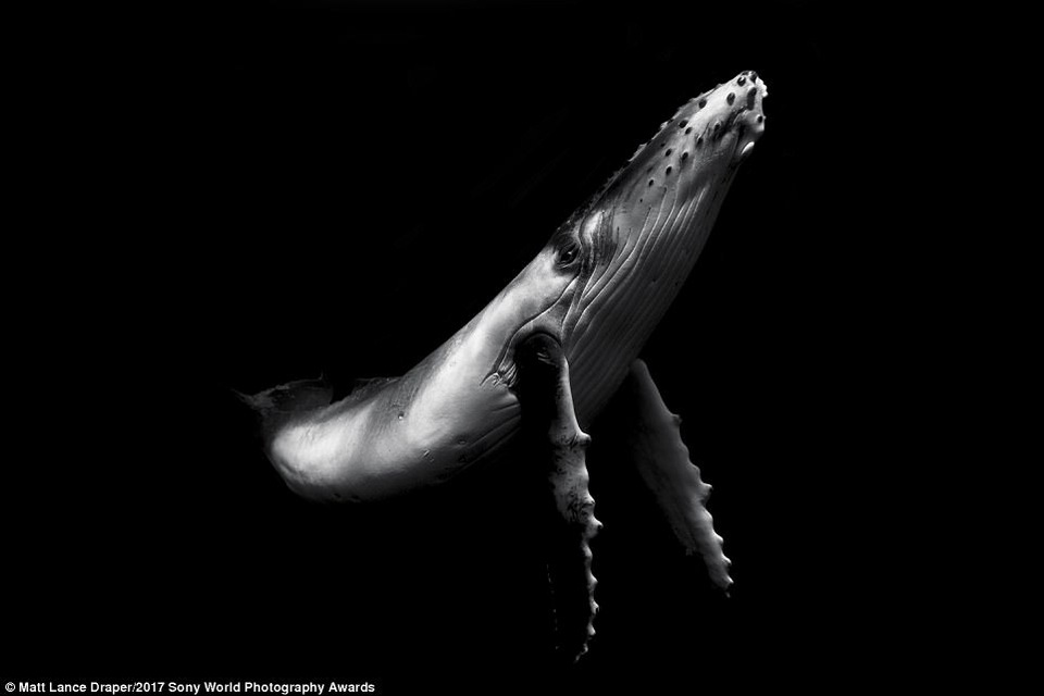 Ảnh chụp ngoài vùng biển của Tonga, một quốc gia ở Châu Đại Dương. (Giải nhì National Awards, tay máy người New Zealand)