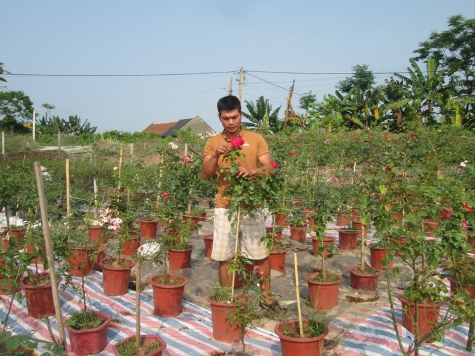 Thu tiền tỉ từ hoa hồng, ông chủ 8X tạo việc làm cho lao động quê nhà - 1 Anh Phạm Văn Trọng thu tiền tỷ mỗi năm và tạo công ăn việc làm ổn định cho 4 lao động thường xuyên và hàng chục lao động mùa vụ nhờ trồng hoa hồng