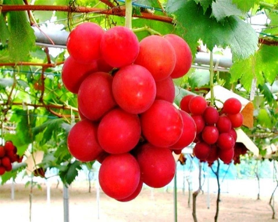 Cận cảnh chùm nho hơn 300 triệu đắt giá nhất thế giới - 2 Các quả trong cùng một chùm phát triển kích thước đều nhau, tròn mọng, có độ ngọt đậm