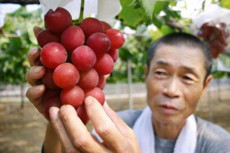 Cận cảnh chùm nho hơn 300 triệu đắt giá nhất thế giới - 1 Chùm nho quý Ruby Roman