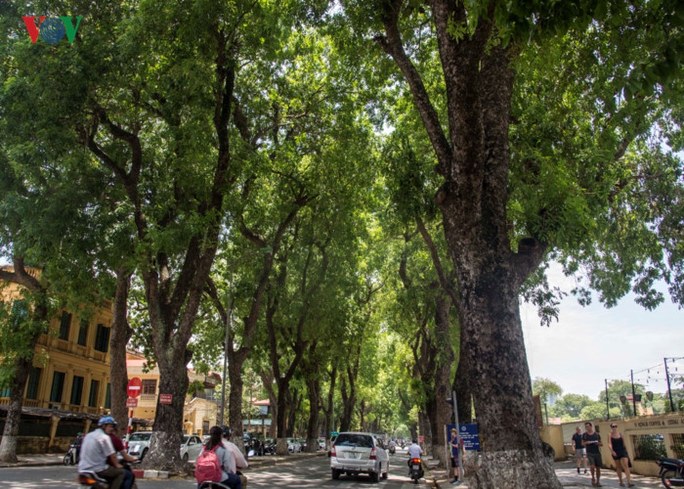 Phố Hoàng Diệu, một trong những con đường đẹp nhất Hà Nội...